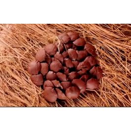 Buy NATURAL PALM CUBE JAGGERY(THATI BELLAM) 1KG Online at ₹500.00